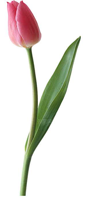 卡通手绘郁金香花朵花卉背景PNG免抠素材