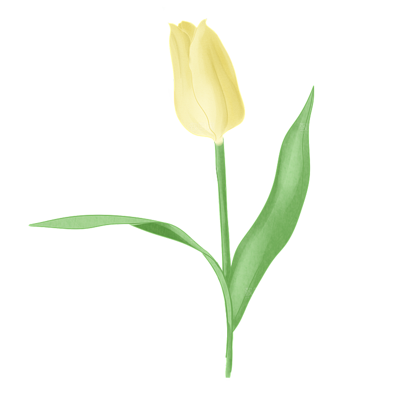卡通手绘郁金香花朵花卉背景PNG免抠素材