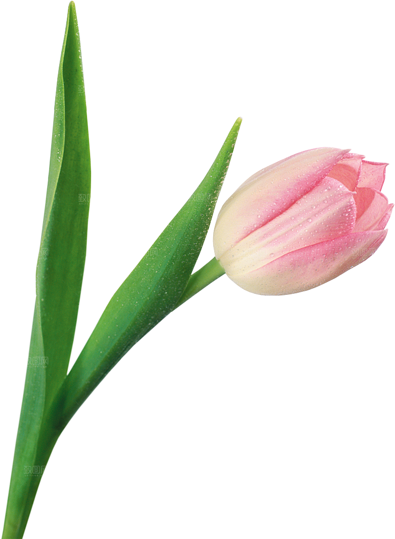 卡通手绘郁金香花朵花卉背景PNG免抠素材