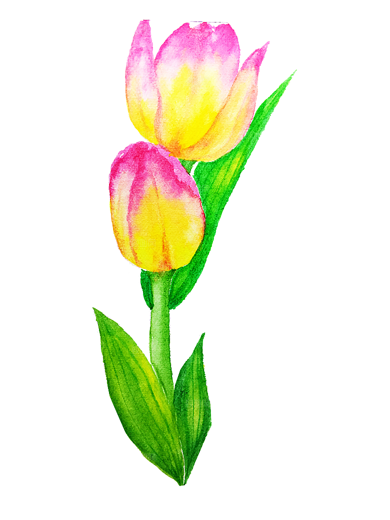 卡通手绘郁金香花朵花卉背景PNG免抠