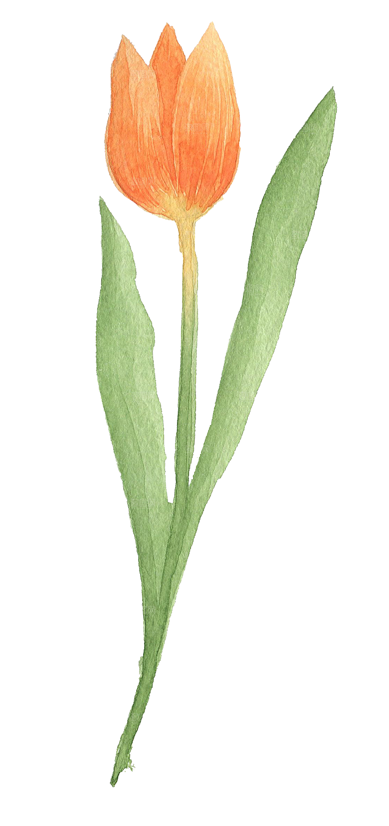 卡通手绘郁金香花朵花卉背景PNG免抠