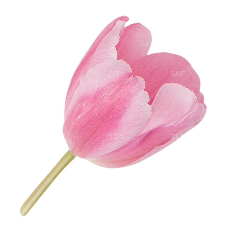 卡通手绘郁金香花朵花卉背景PNG免抠