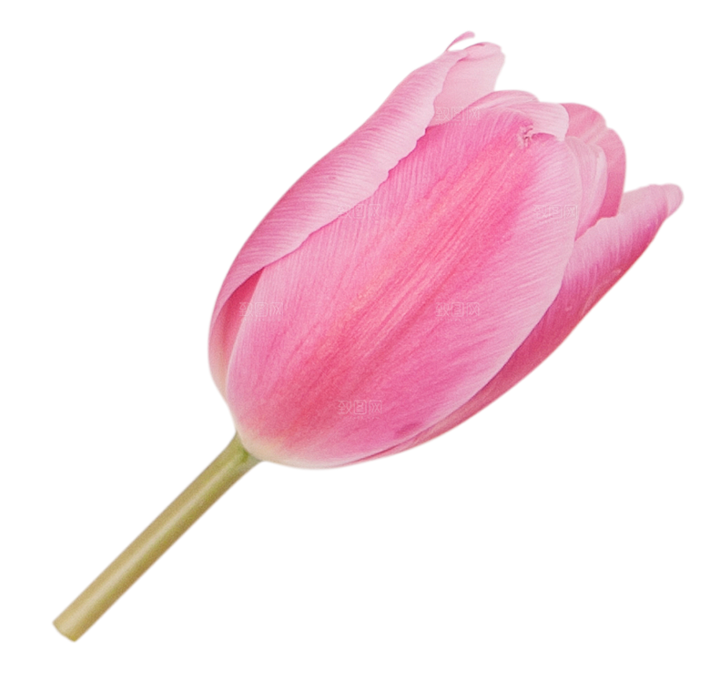 卡通手绘郁金香花朵花卉背景PNG免抠