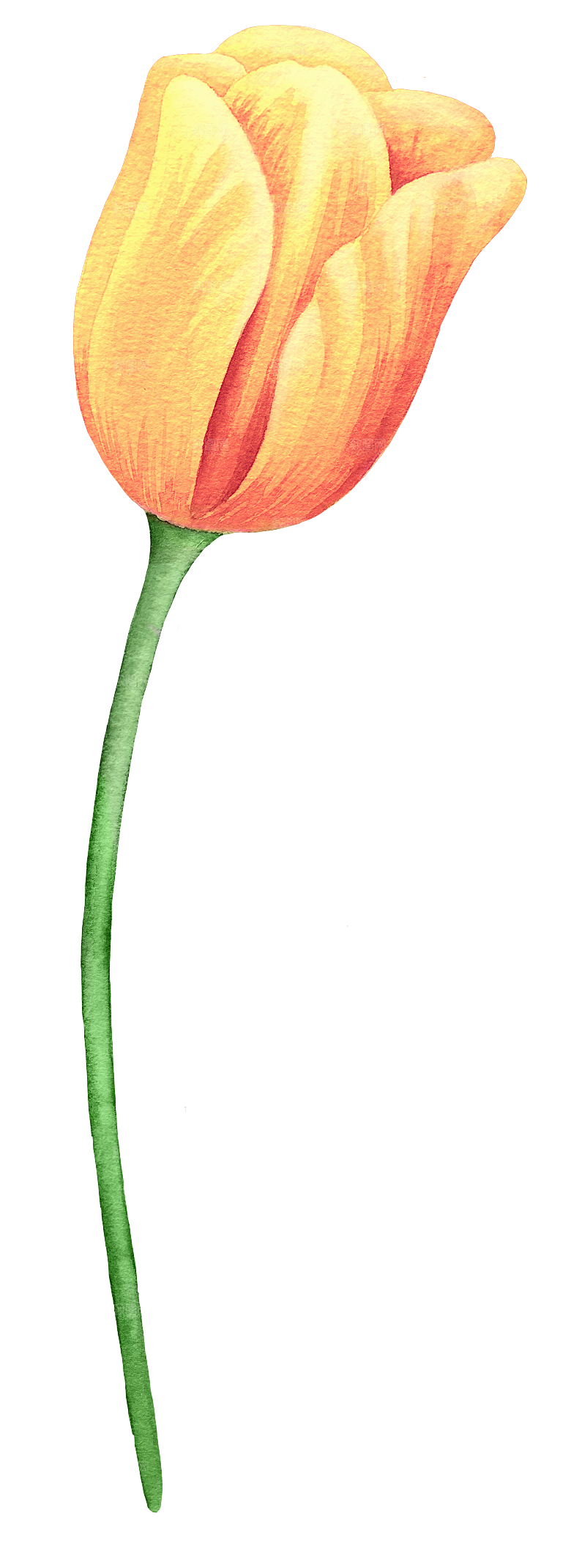 卡通手绘郁金香花朵花卉背景PNG免抠