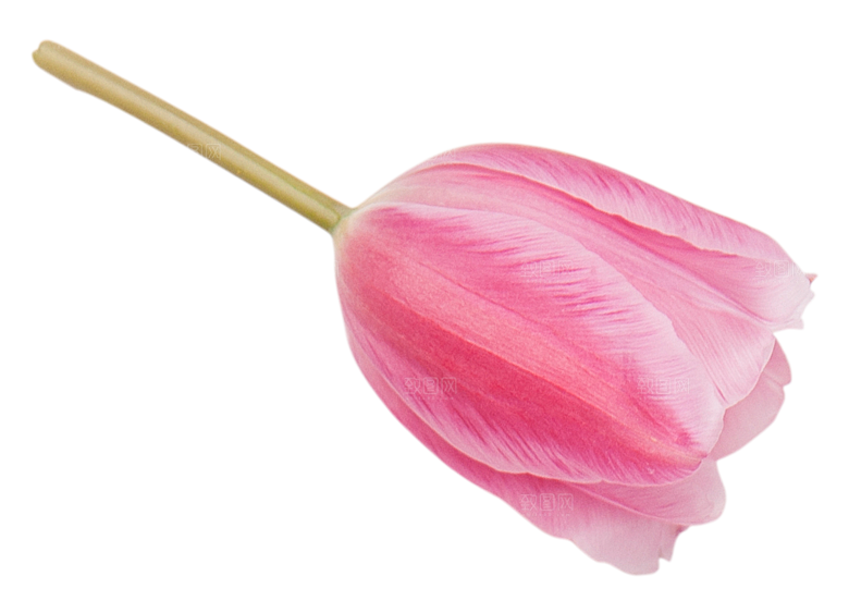 卡通手绘郁金香花朵花卉背景PNG免抠素材