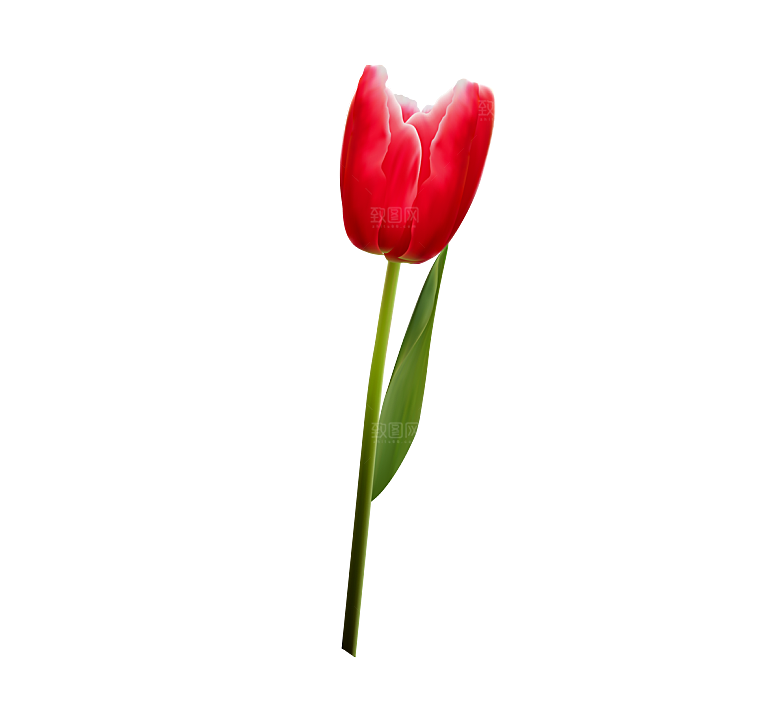 卡通手绘郁金香花朵花卉背景PNG免抠素材