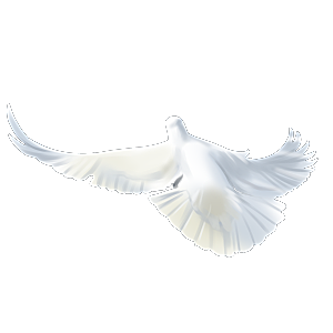 卡通和平信鸽飞翔插图PGN手绘白鸽