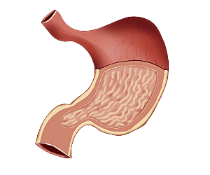 卡通消化系统胃人体器官肠胃痛PNG