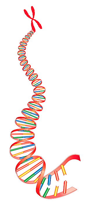 卡通生物基因DNA化妆品医疗化学分子素材