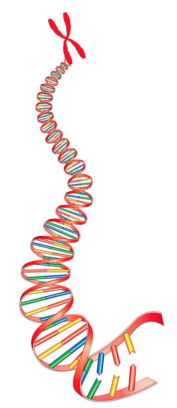 卡通生物基因DNA化妆品医疗化学分子素材