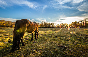 蒙古草原上的骏马