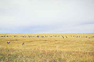 内蒙古呼伦贝尔草原上的奶牛