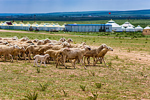 内蒙古草原上的羊群群背景为酸奶帐篷