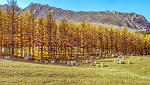 内蒙古秋季高山牧场羊群