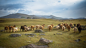 内蒙古大草原上的羊群