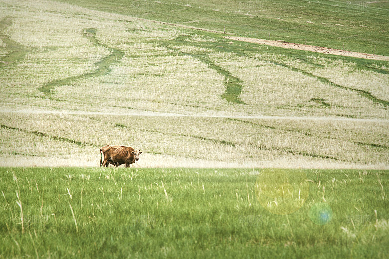内蒙古锡林郭勒大草原风景
