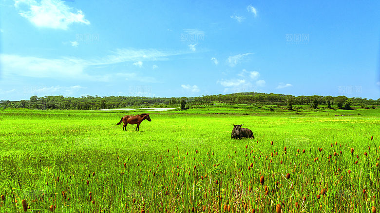 内蒙古夏季草原牧场景观