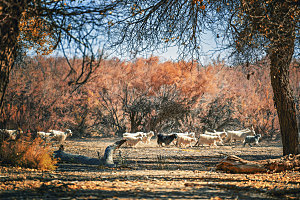 内蒙古额济纳旗胡杨林里的羊
