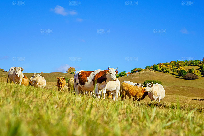 内蒙古自治区乌兰布统天太永景点