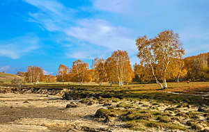 内蒙古自治区乌兰布统杨树背景点