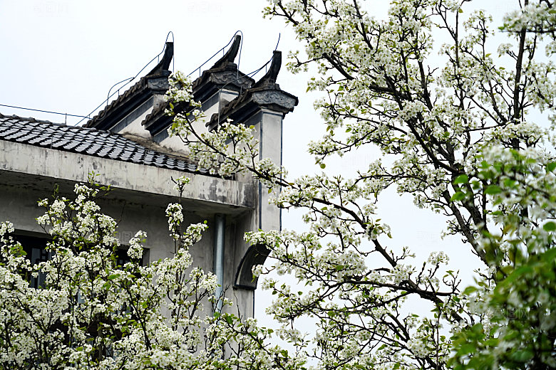 江西古镇婺源旅游风景摄影封面照片古镇图片