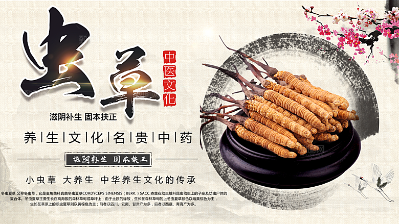 养生文化中医虫草