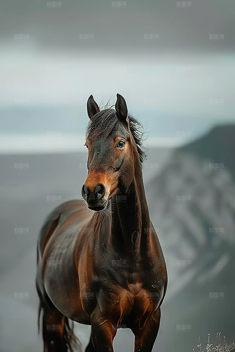 摄影速度草原奔驰激情特写野马骏马