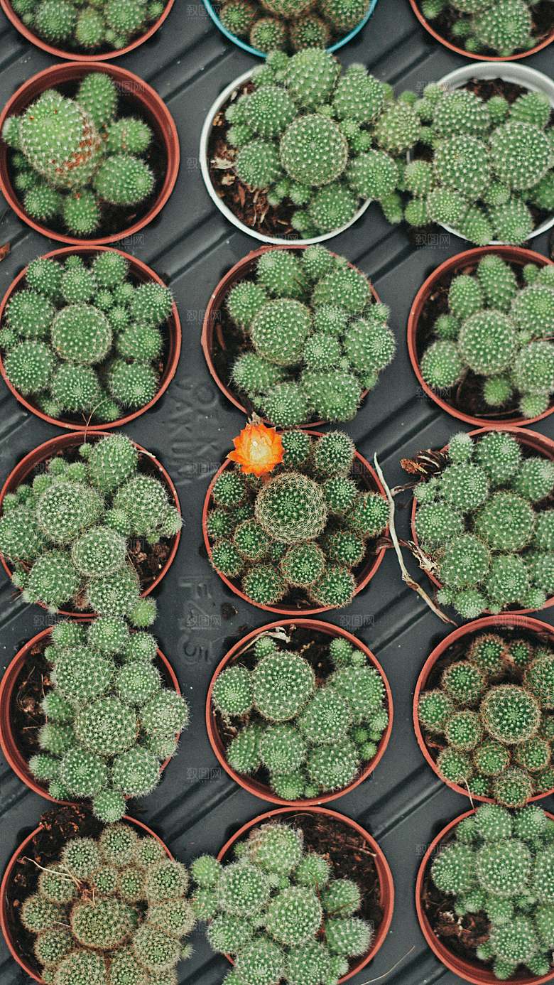 绿色花卉植物多肉素材