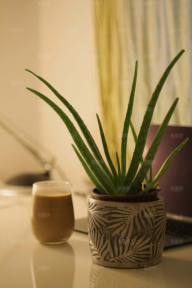 绿色花卉植物多肉素材