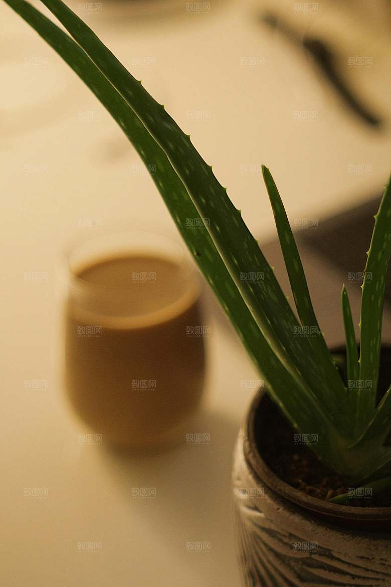 绿色花卉植物多肉素材