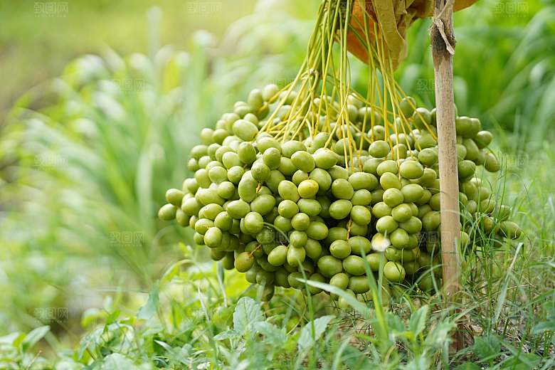 大枣摄影红枣特写