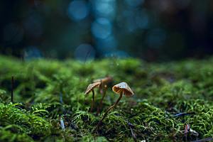 蘑菇菌类摄影素材