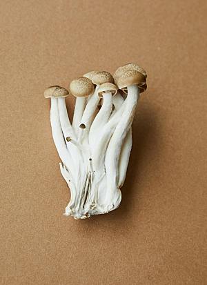 蘑菇菌类摄影素材