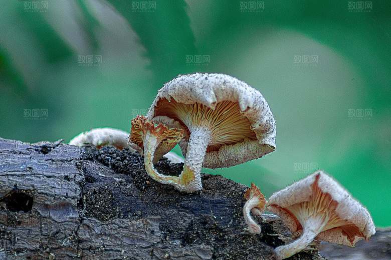 蘑菇菌类摄影素材