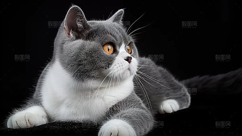 动物灵敏宠物乖巧可爱猫咪嬉闹淘气猫科布偶