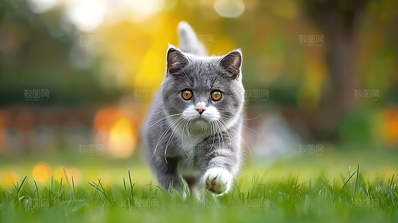 动物灵敏乖巧可爱淘气猫科嬉闹猫咪宠物