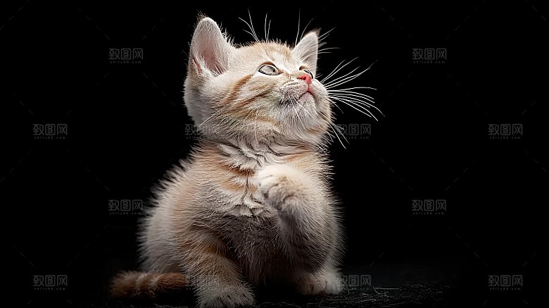 动物灵敏乖巧猫咪淘气可爱嬉闹灵敏小猫猫科