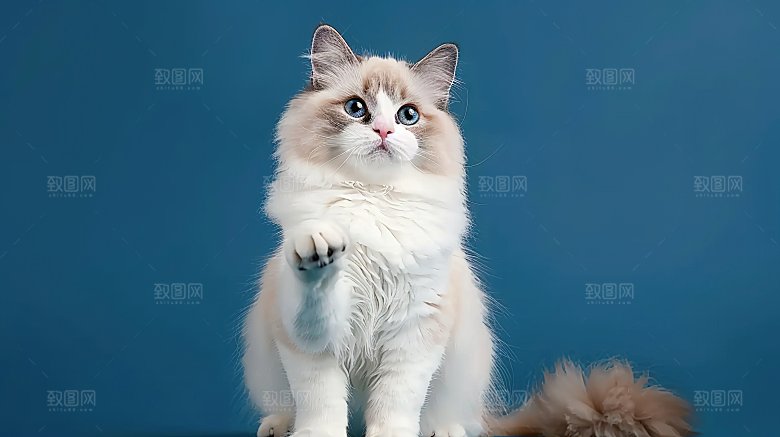 动物灵敏活泼猫咪乖巧嬉闹可爱淘气宠物猫科