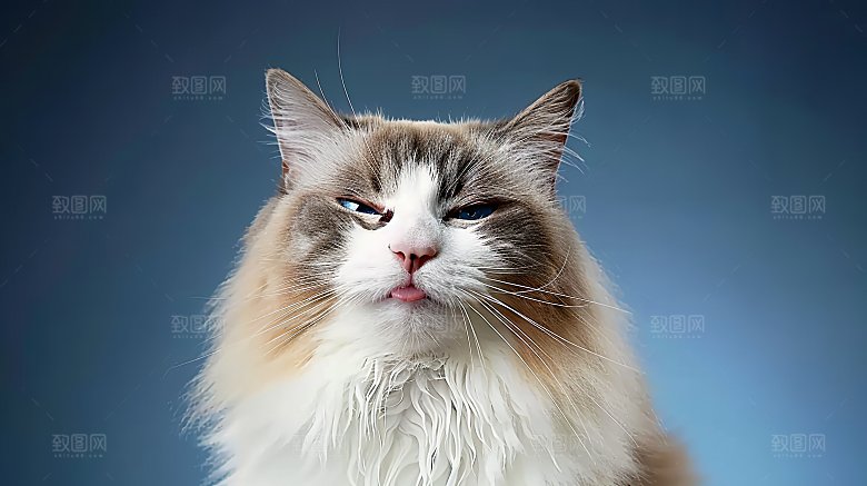 动物灵敏可爱猫咪小猫淘气猫科嬉闹宠物