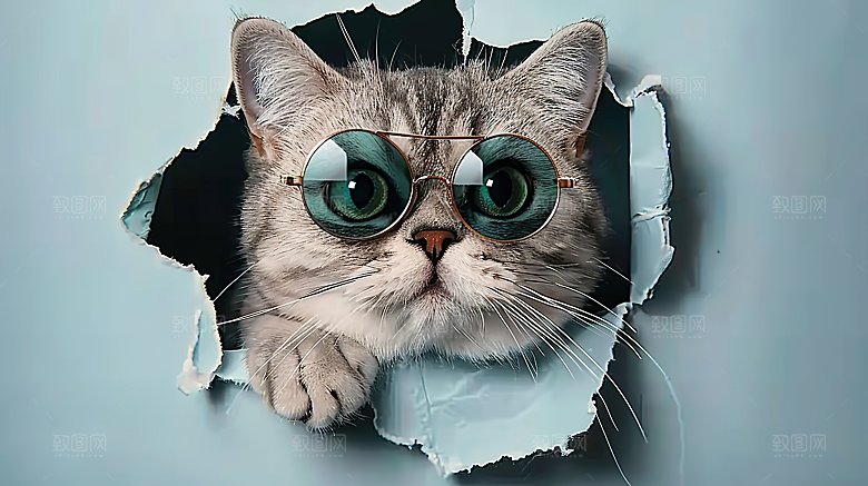 动物灵敏猫咪淘气乖巧嬉闹可爱宠物猫科