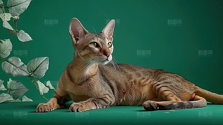 动物灵敏嬉闹布偶猫乖巧宠物淘气猫咪可爱猫