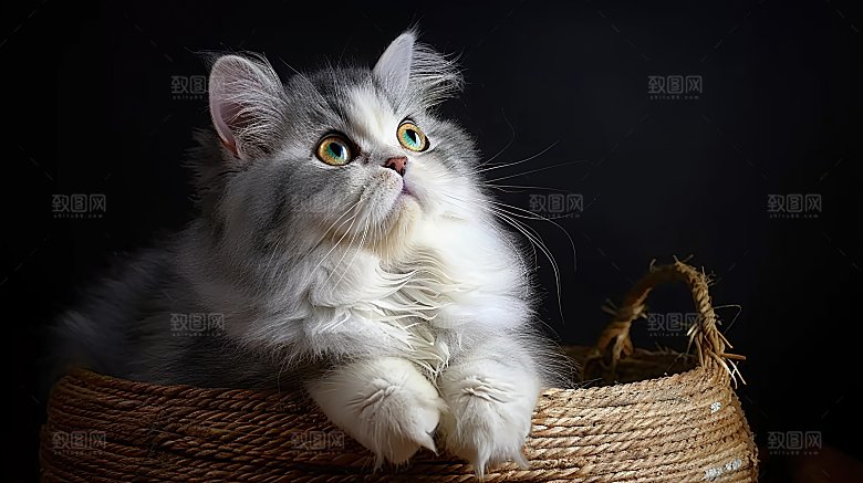 动物猫科猫咪灵敏淘气可爱宠物嬉闹乖巧灵敏
