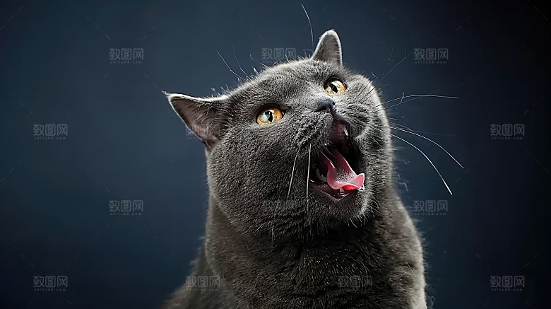 动物猫咪猫科淘气灵敏小猫嬉闹宠物可爱