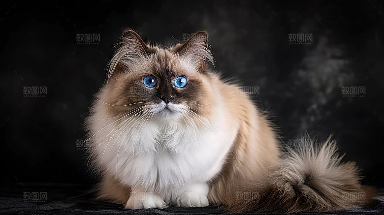 宠物动物乖巧淘气猫咪高清小猫可爱猫科活泼