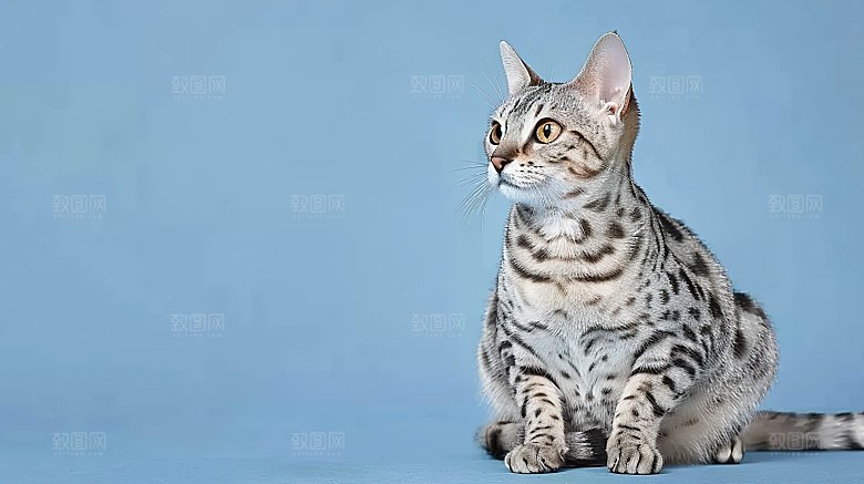 宠物动物可爱猫咪乖巧淘气小猫灵敏猫科嬉闹
