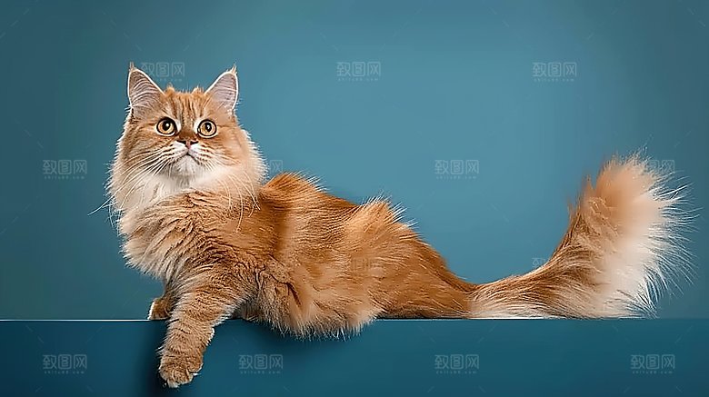 宠物动物猫科小猫乖巧灵敏猫咪嬉闹可爱淘气
