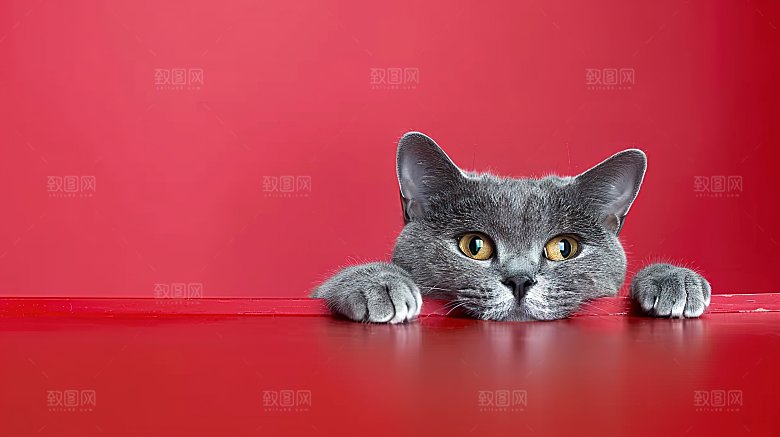 宠物动物淘气高清乖巧可爱猫咪猫科活泼好奇