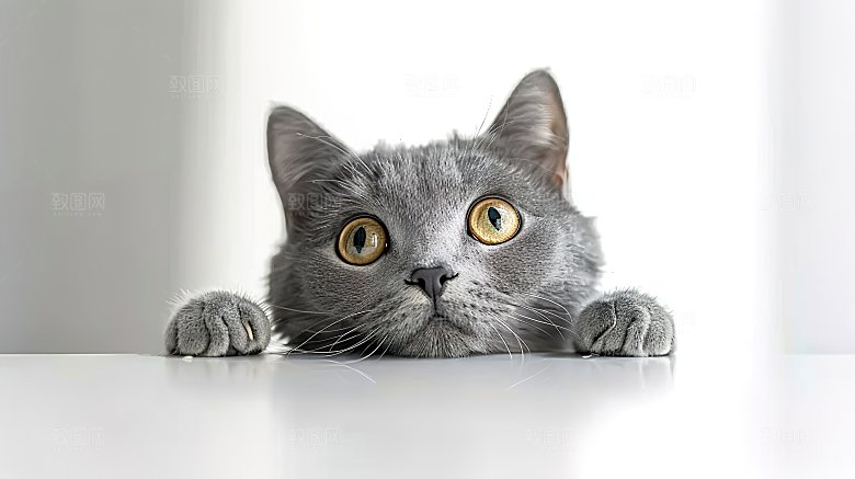宠物高清好奇动物小猫乖巧活泼可爱猫科猫咪