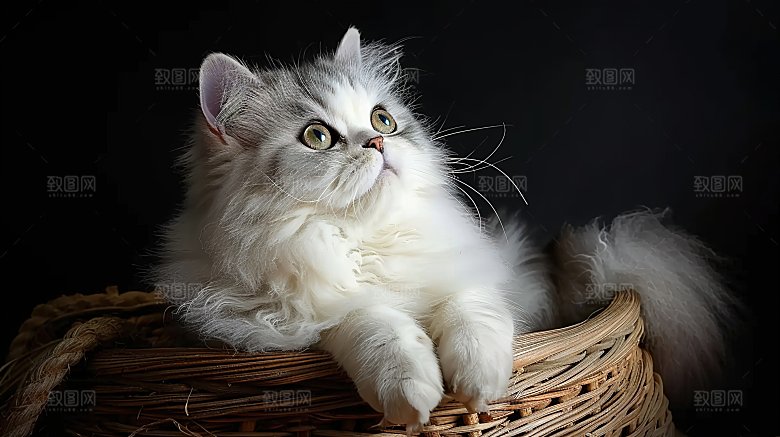 宠物乖巧小猫动物猫咪可爱猫科活泼