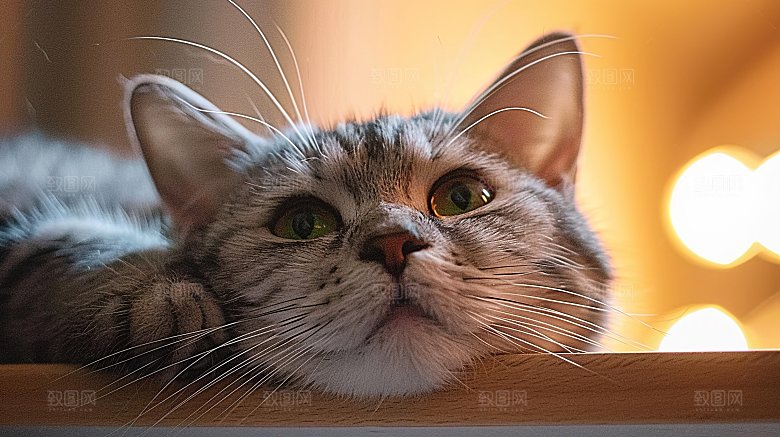 宠物活泼好奇乖巧淘气猫科猫咪可爱小猫动物